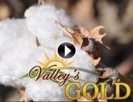 Valley’s Gold Episode 9: Cotton
