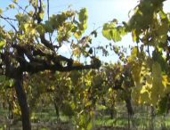 Farmers Hope To Divert Potential El Nino Floodwaters To Irrigate Crops Before They Bloom