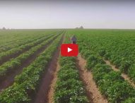 A Day on a Produce Farm – Food 52