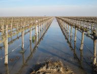 Accelerating On-Farm Recharge in the San Joaquin Valley