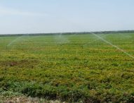 Crop Diversification at Terranova Ranch Provides Stability