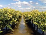 Reclaiming Lost Land & Water