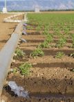 The Sustainable Groundwater Management Act challenges the diversity of California Farms