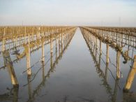 Flood Valley fields: Farmer incentives would pump up aquifer recharge