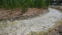 Drought Felt By California Farmers, ​​Who Fear Worst is Yet to Come agriculture?