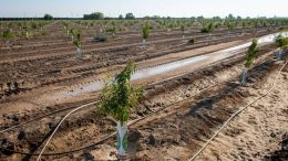 Central Valley Farmers Weigh in on California’s Historic Drought