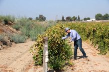 Water is scarce in California. But farmers have found ways to store it underground