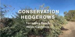 Conservation Hedgerows at Terranova Ranch